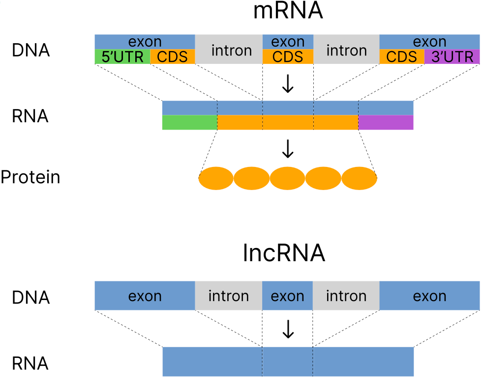 Рис.2: Схематическое сравнение структуры белок-кодирующего mRNA-транскрипта и lncRNA: у mRNA экзоны включают CDS и 5′/3′ UTR, тогда как lncRNA не содержит кодирующей области.